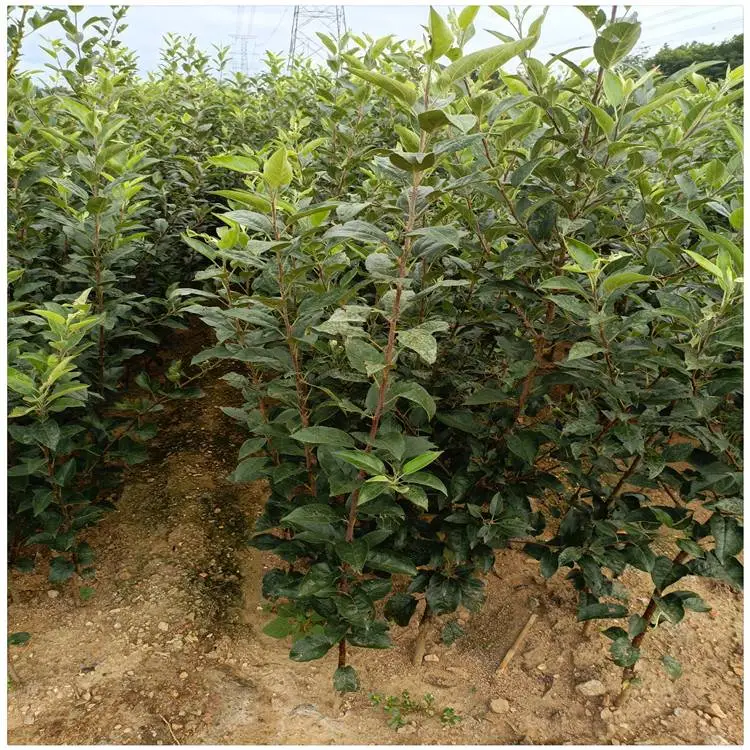 临沂苹果树苗价格 红苹果树苗 3年苹果树苗定杆多分支