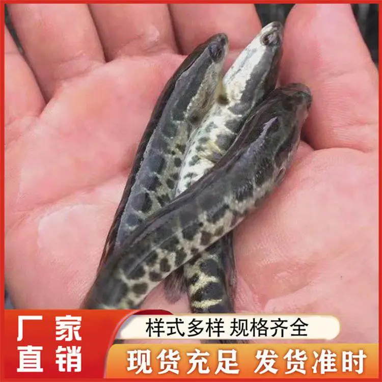 黑鱼苗 淡水养殖 可免费提供养殖技术 全国配送 鲲腾水产