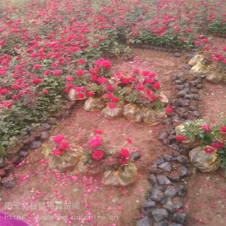 关中西安本地苗圃 园林观花植物 营养杯月季苗 本地花木小苗