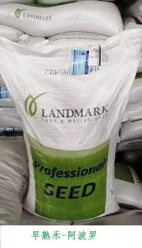 茼蒿菊松叶菊花籽马莲花种子飞燕草箭舌豌豆草籽红天竹马褂木油松