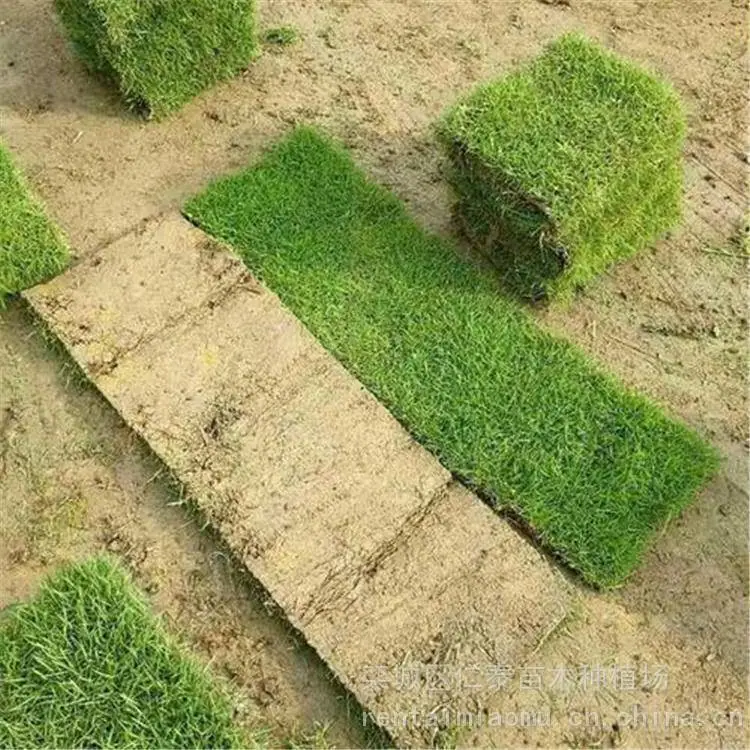 人工草种子每斤多少钱 黑麦草草坪 草皮卷 香椿种子