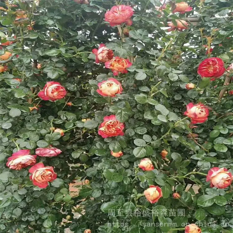 杨凌苗圃五彩月季爬藤苗-花墙围栏-藤本彩虹月季小苗