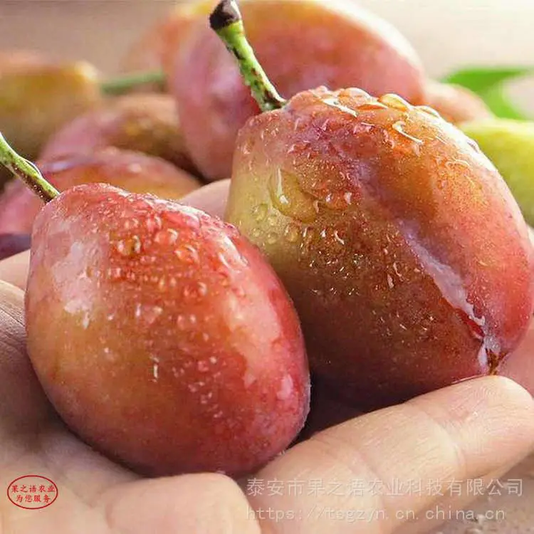 蜂糖李树苗、蜂糖李树苗***的育苗技术