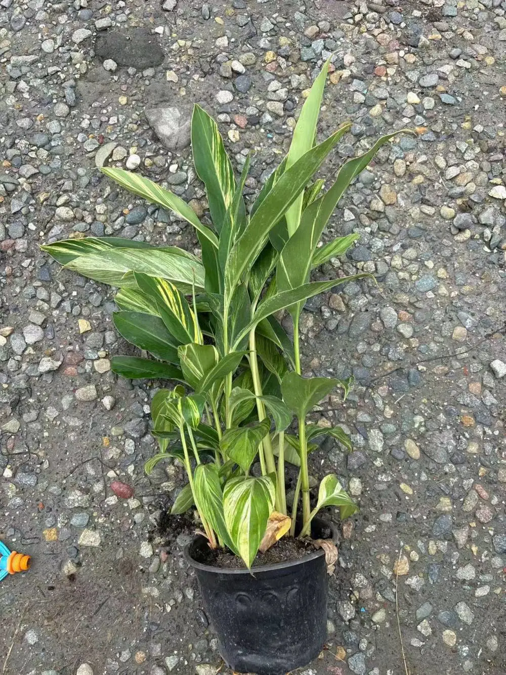 花叶良姜成都苗圃直供 西南地区绿化*** 带土发货 景观道路绿化带品种