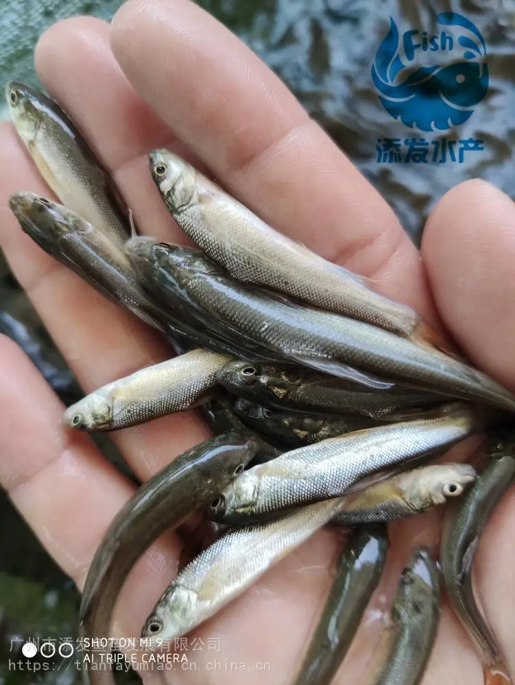 广东银鳕鱼苗大量出售 银鳕鱼苗价格 银鳕鱼苗批发
