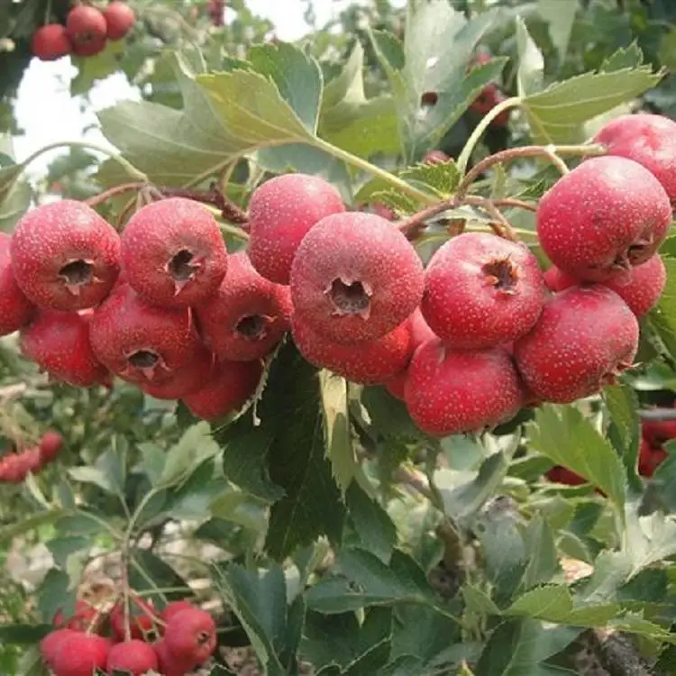 三公分山楂树苗 辽宁大磨盘山楂苗