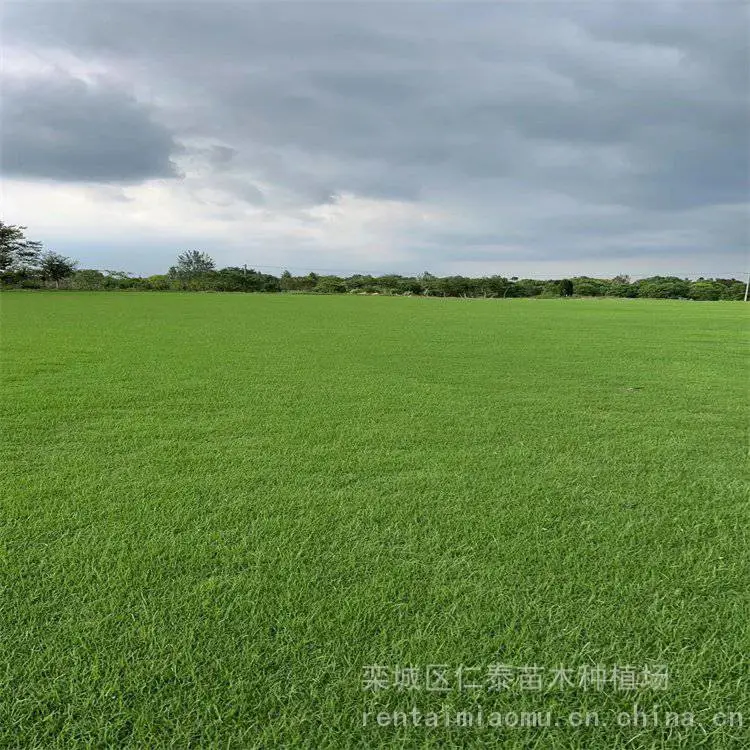 出售 ***草皮 运 城草坪 常夏石竹 种子 南非万寿菊