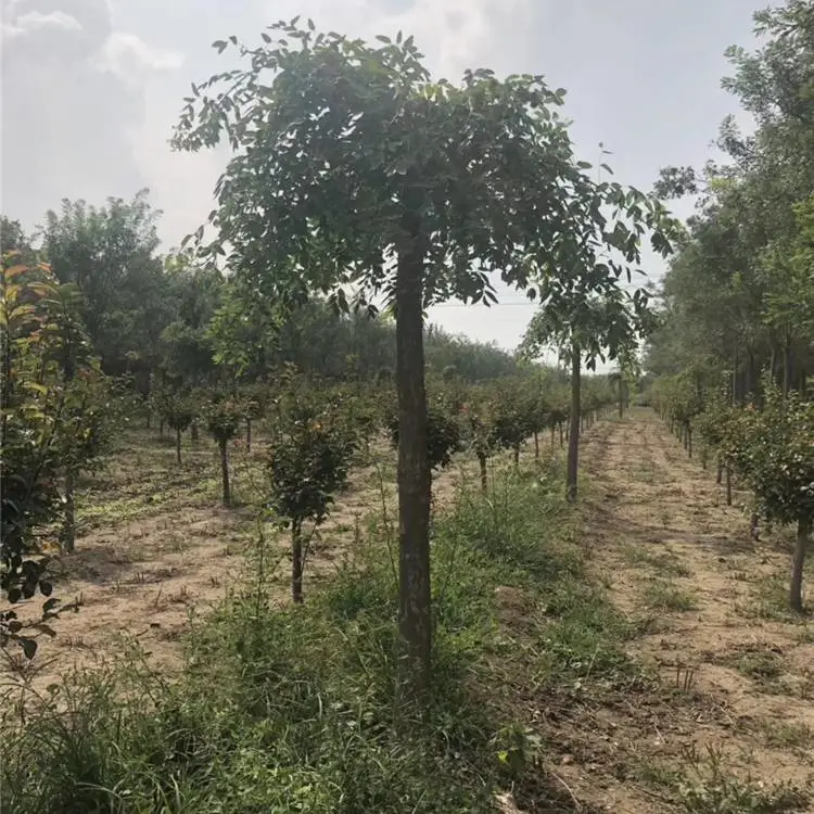 龙爪槐树苗-12公分龙爪槐-兰州龙爪槐价格