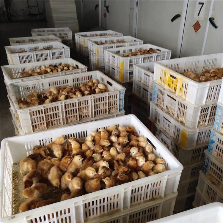 铁东附近鸡苗价格重庆土鸡苗红毛公鸡苗