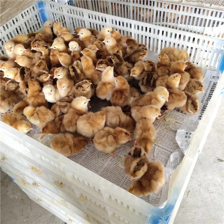 铁东附近鸡苗价格重庆土鸡苗红毛公鸡苗
