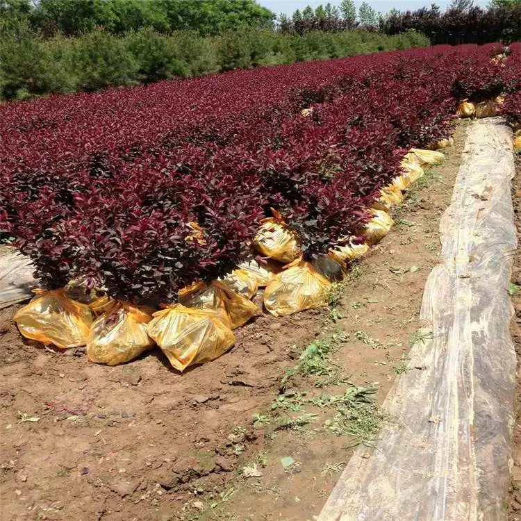 新疆紫叶矮樱基地_紫叶矮樱哪里多_抗寒绿化苗木