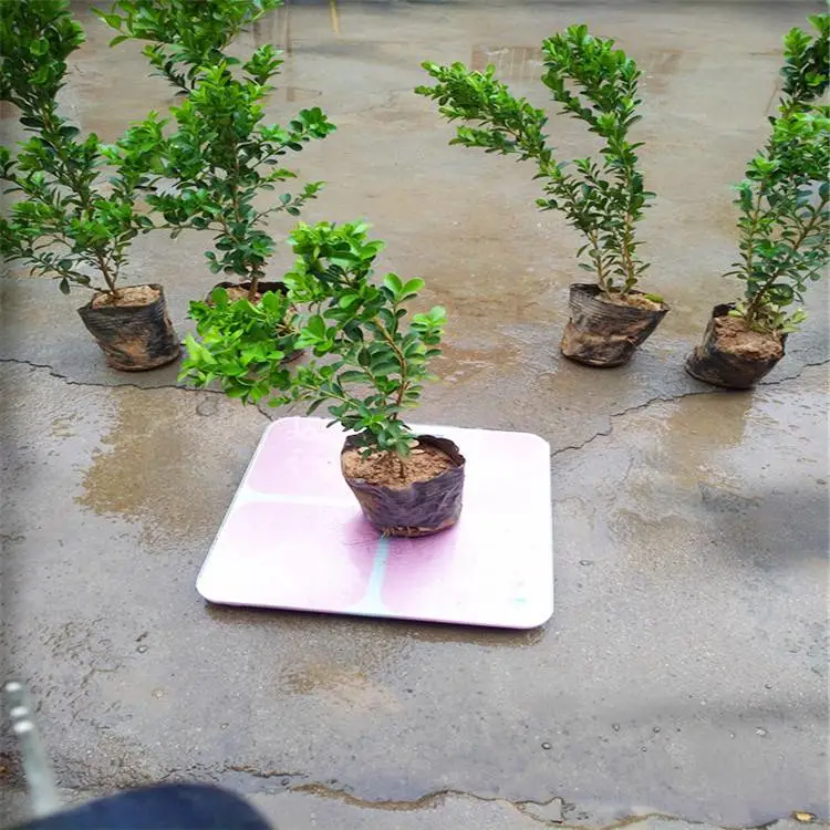 周至小叶女贞球-龙柏树苗-精品小叶女贞球