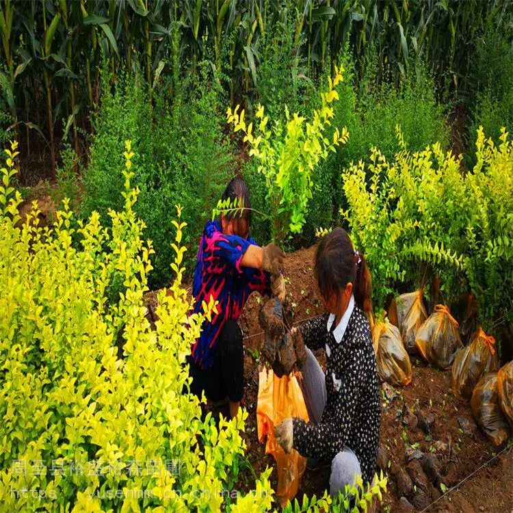 北方苗木基地 绣线菊 种子花苗园林 龙爪槐