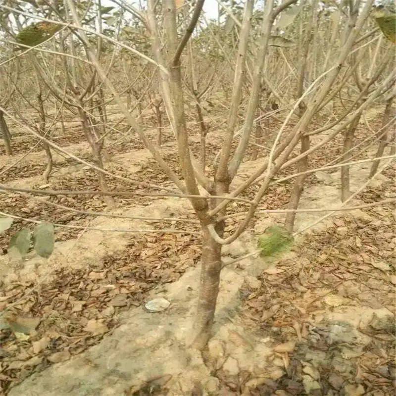 河北硬佳红樱桃苗基地在哪