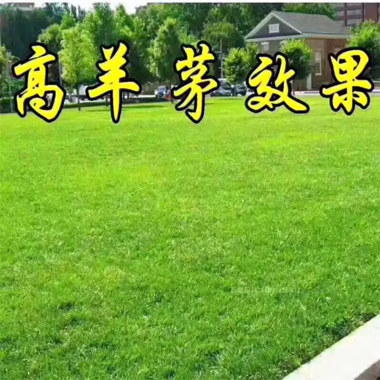 西安麦冬草-周至月季-麦冬草送货上门