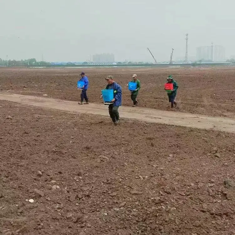 销售紫荆树种子松果菊花籽道路旁边净籽红三叶草籽
