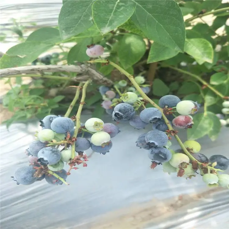 芭尔德温蓝莓苗栽培方法布里吉塔蓝莓苗施肥技术