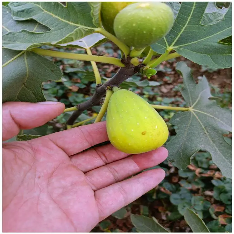 湖北一年生无花果果苗 波姬红无花果树苗 保湿邮寄无花果树苗