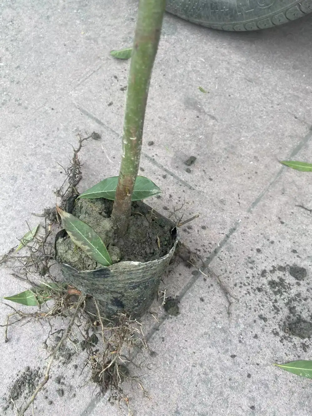 小叶桢楠工程苗基地高度2米地径1.2公分以及杯苗袋苗大小规格