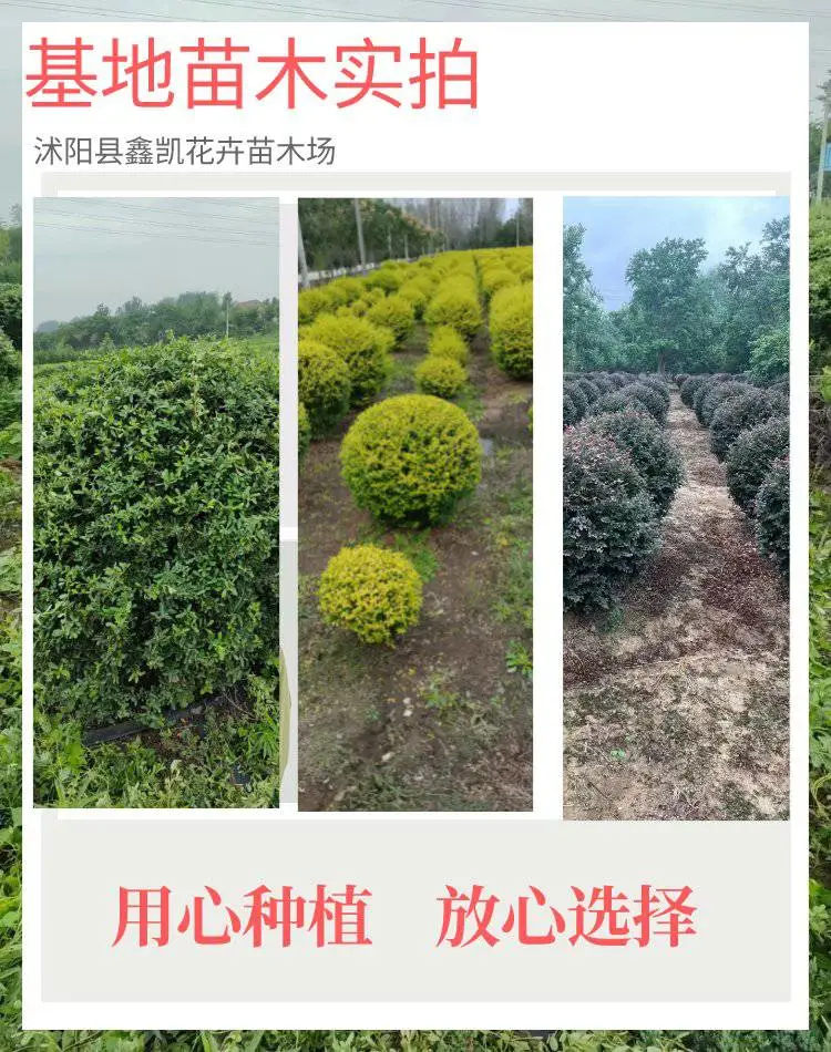 郑州棣棠球图片鑫凯花卉常年供应量大***