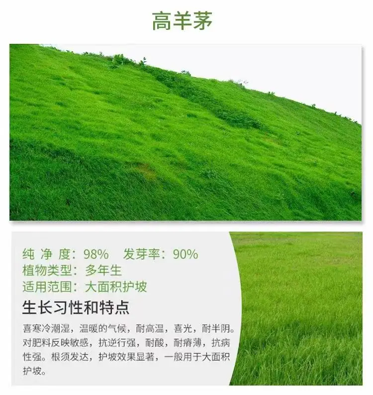 宁夏吴忠常青草种草籽厂家批发护坡绿化草籽草种籽