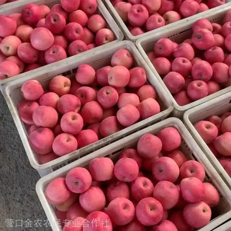 苹果苗***格 寒富苹果苗 短枝富士苹果苗