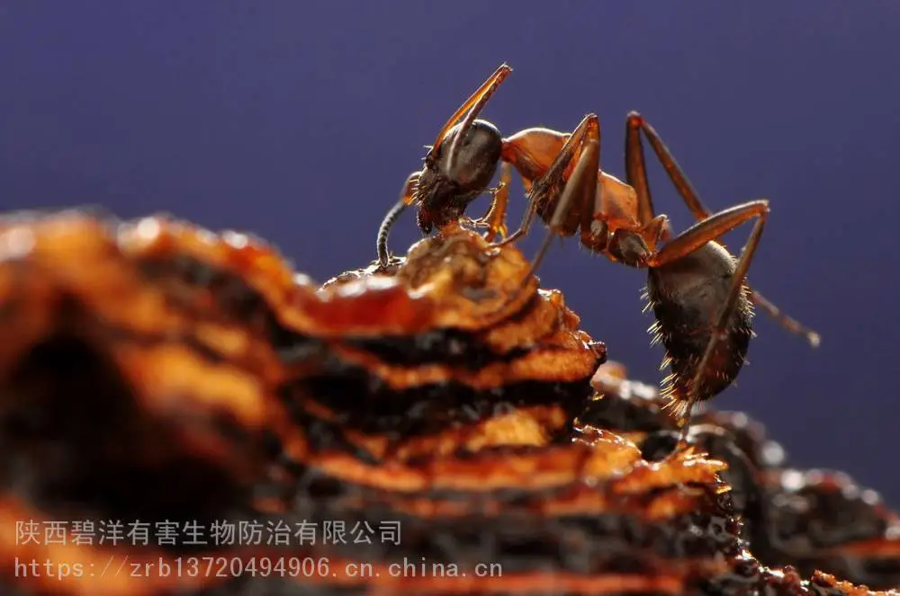 西安灭蚂蚁公司碧洋虫控灭蚂蚁明码标价药到蚁除
