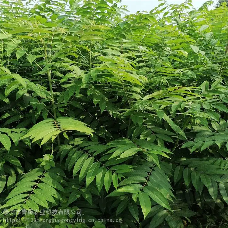 香椿苗种植 青藤农业 新品种香椿苗