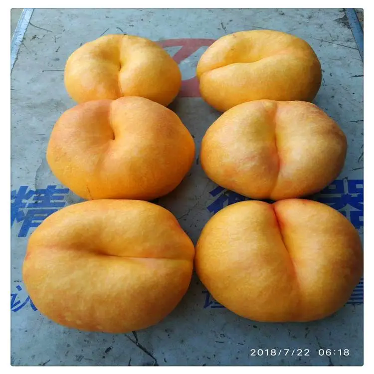 临沂批发桃树苗 ***晚熟桃树苗 1.5公分桃树实生苗批发