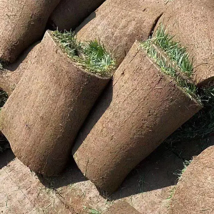 高羊茅草坪草种 果岭草草坪 草皮卷 黄刺玫种子