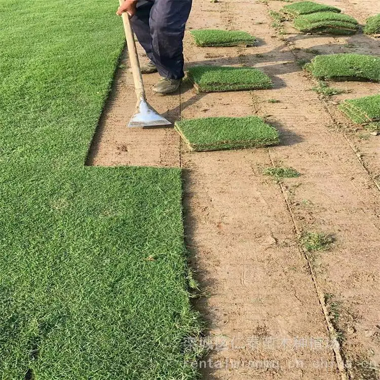 高尔夫球场草坪 紫色桑托斯马鞭草种子 早熟禾草皮 一年生虞美人