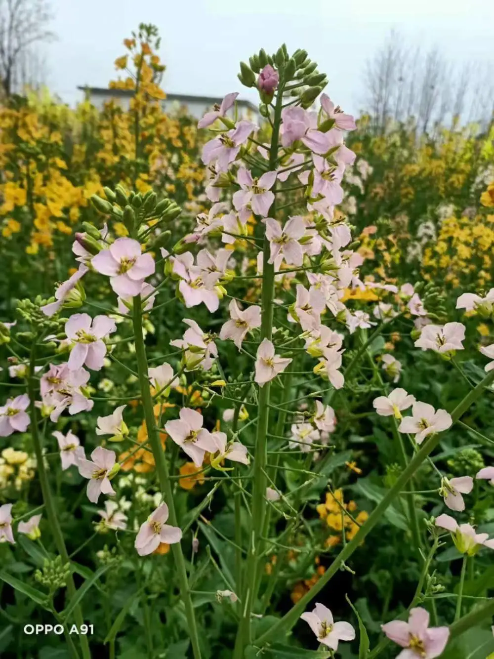彩色油菜花种子 七彩油菜籽 耐寒优质室外庭院观花海花草种子