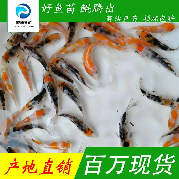 锦鲤鱼苗日本昭和锦鲤鱼苗红白锦鲤鱼苗
