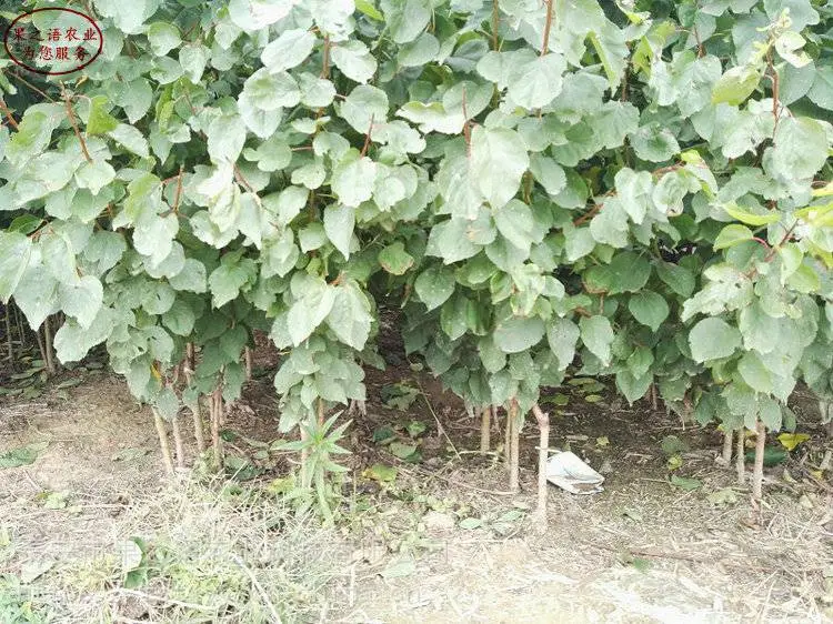 蓝丰蓝莓苗、弗罗里达蓝莓苗技术指导、蓝丰蓝莓苗