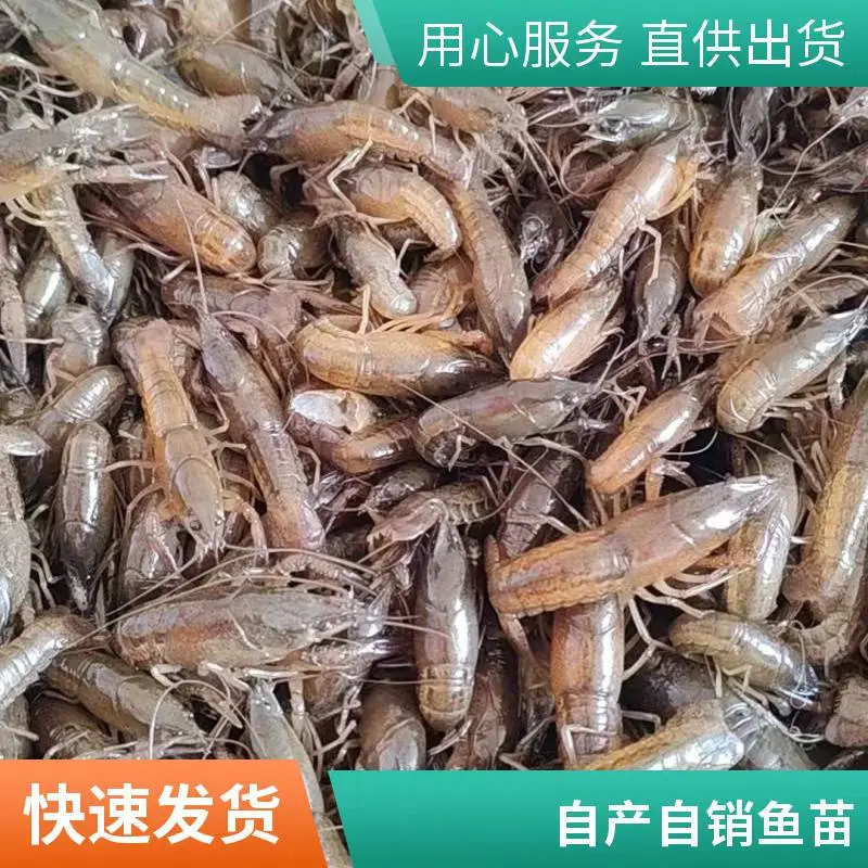 青岛本地小龙虾苗鱼苗养殖场 淡水龙虾种苗批发 基地现捞现发