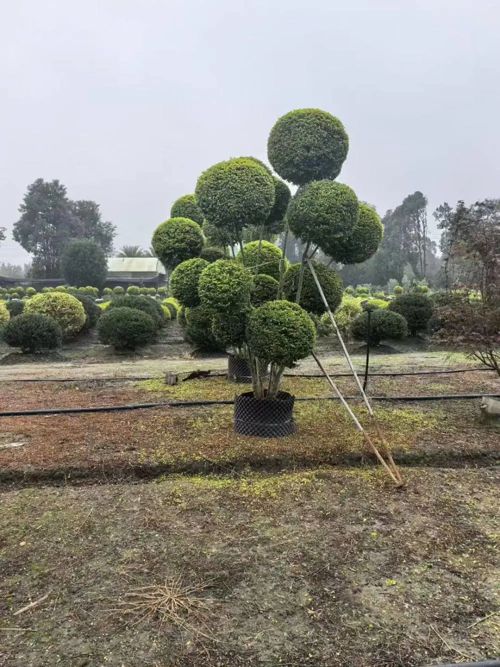 亮晶女贞工程苗 西南地区绿化*** 带土发货 公园花坛花箱绿化苗木品种