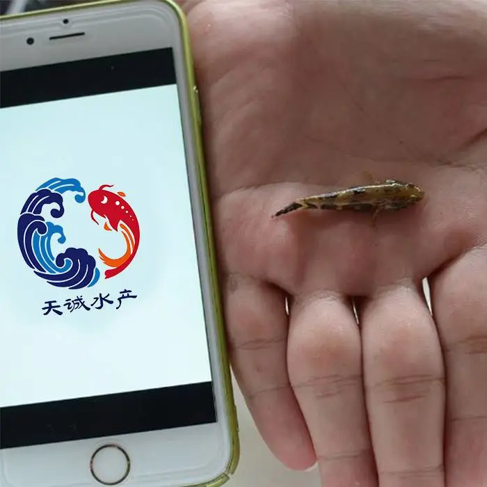 广东优质鱼苗批发 苗场直销笋壳鱼苗 尖塘鳢鱼苗 沙塘鳢鱼苗 各种名优水产