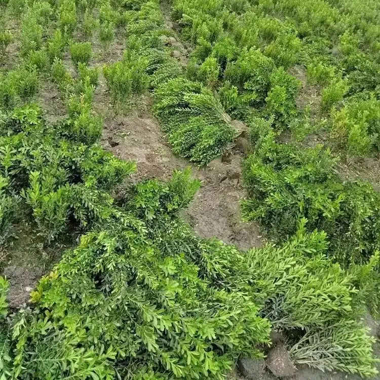 小叶黄杨工程苗 四季常绿 移栽成活*** 景区花坛广场绿化苗