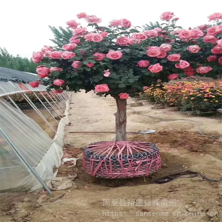 裕盛黄帽月季-庭院美化造景-多色树状月季