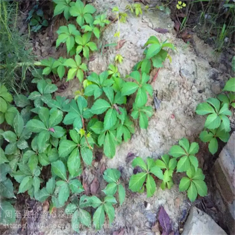 乌兰察布爬山虎1米苗 常绿爬藤多枝植物m1