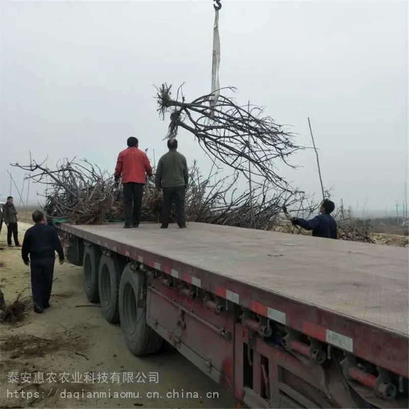 河南省开封-大樱桃苗报价、欢迎实地考察