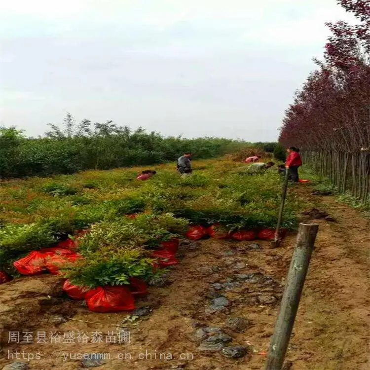 北方苗木基地 绣线菊 种子花苗园林 龙爪槐