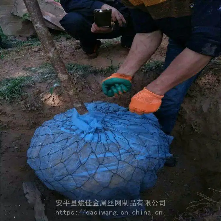 湖南怀化推广新品加固树根包土球网斌佳国外苗木移栽网包树头移栽铁网