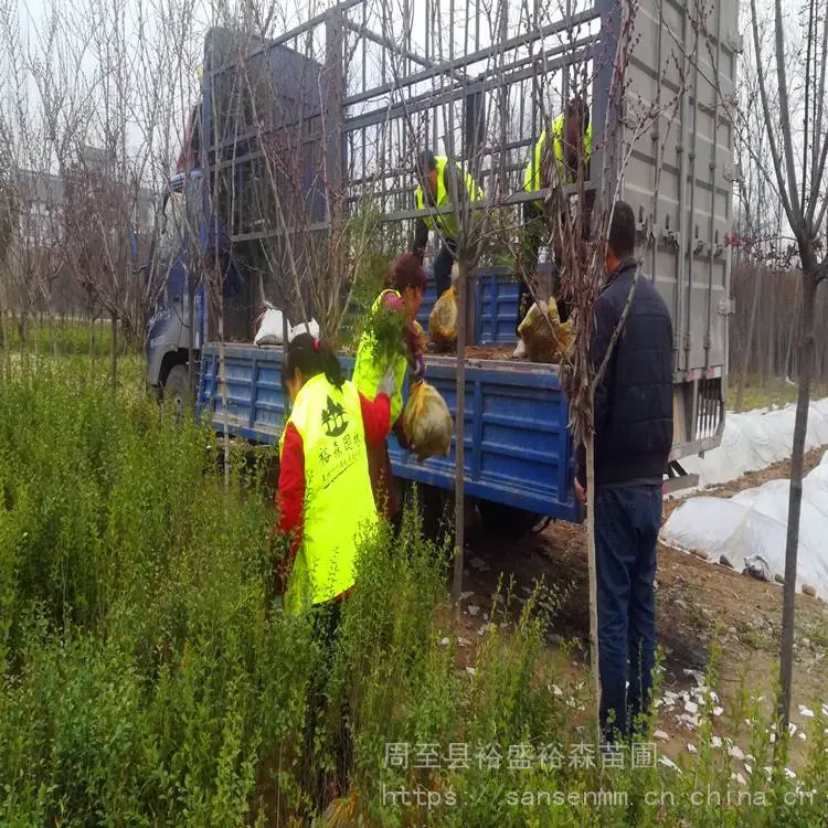 陕西周至苗圃-小波石楠陕西周至园林-周至红叶小波耐寒