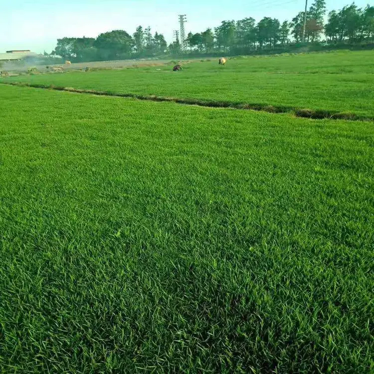 出售草坪火棘种子包衣紫粒苋草籽金萱草花种籽本地