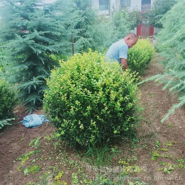 陕西周至苗圃-球形冬青周至品种齐全-周至道路隔离带苗木