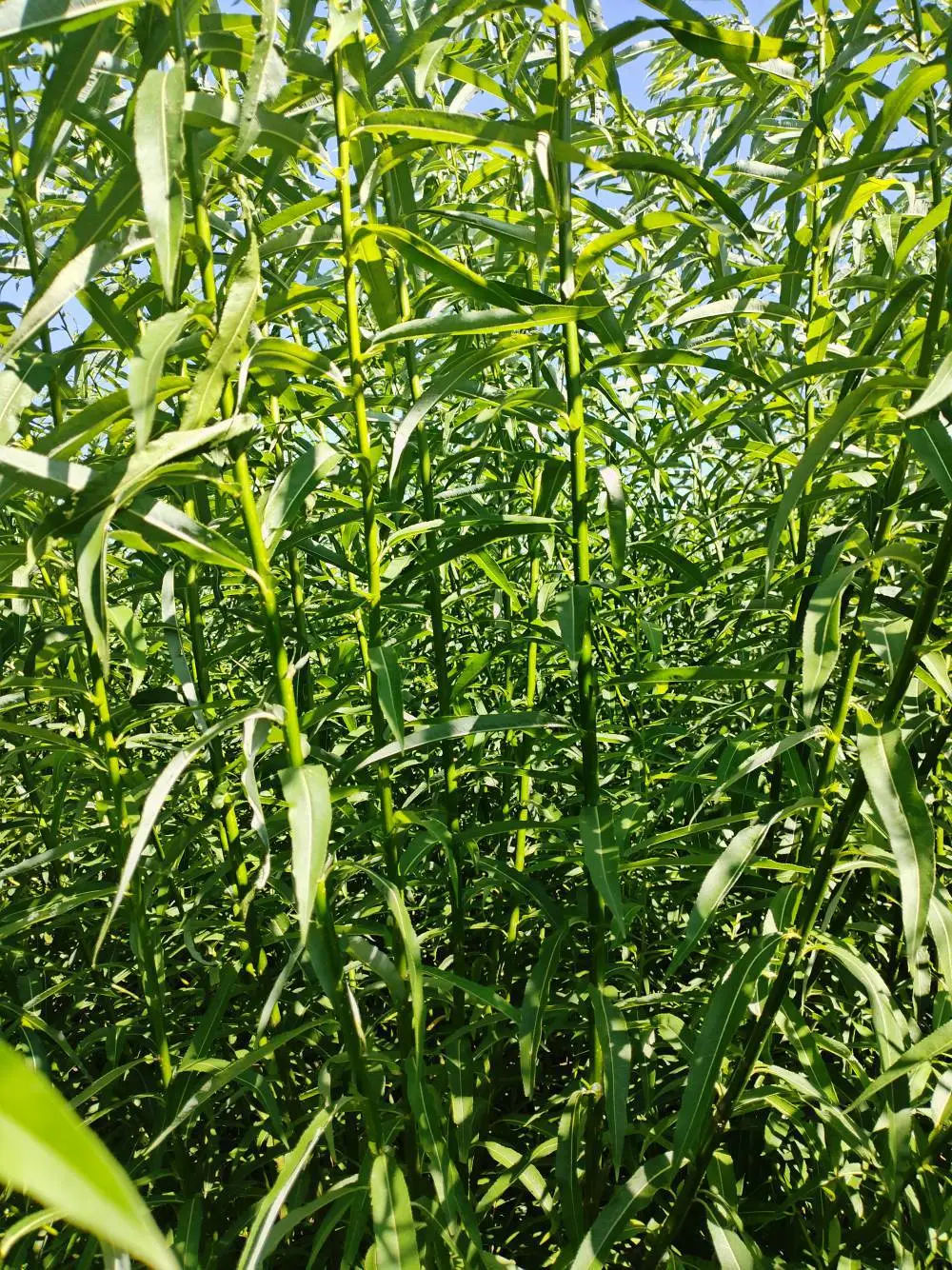 旱柳苗园林景区地栽绿化小区庭院小区观赏种植苗