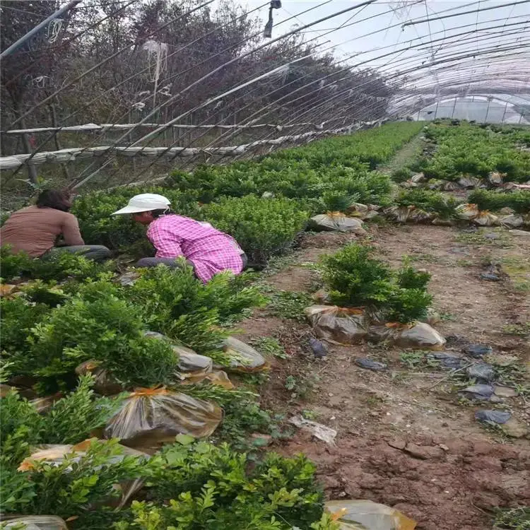 周至小叶女贞球-龙柏树苗-精品小叶女贞球