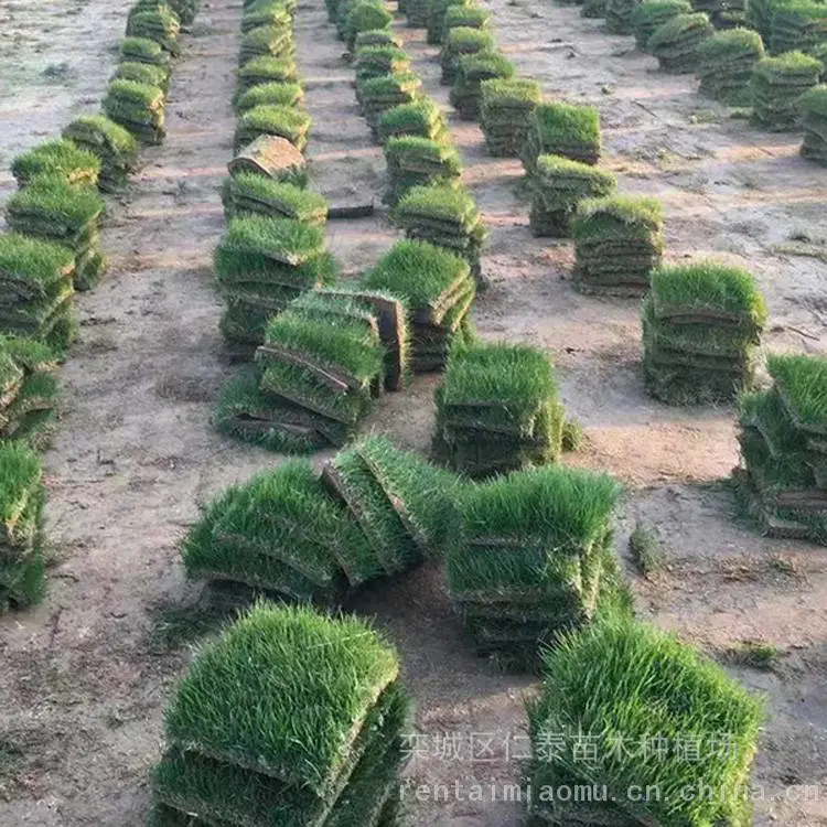 高羊茅草坪草种 果岭草草坪 草皮卷 黄刺玫种子