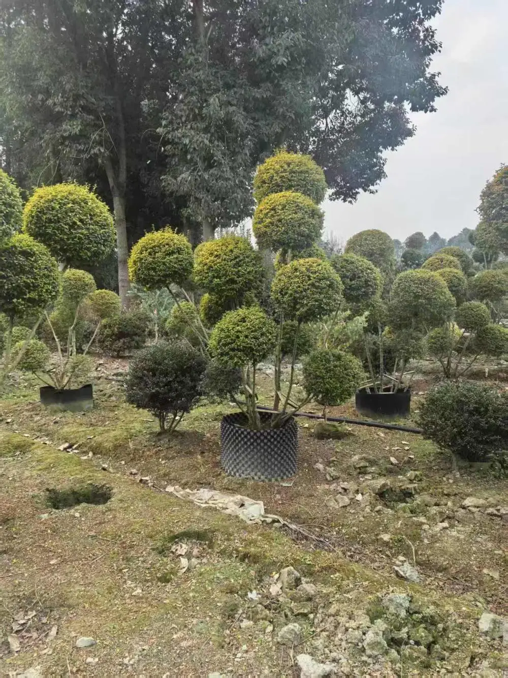 亮晶女贞小苗 叶色翠绿 好活苗木细叶双色茉莉 市政道路绿化 地被灌木